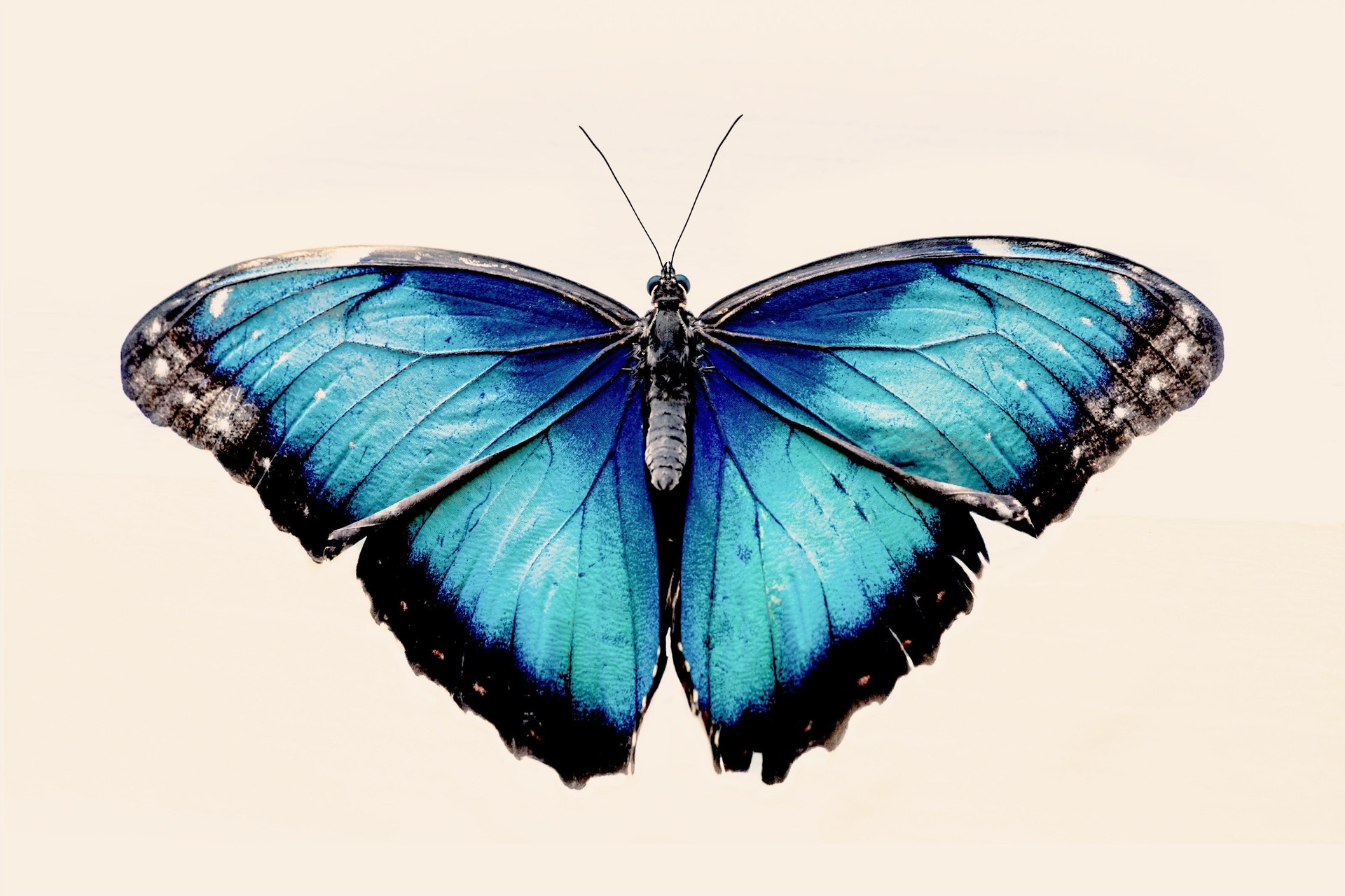 Close-Up Of Butterfly Over White Background